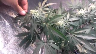 cfl T5 MICRO GROW  PURPLE TRAIN WRECK and tiny