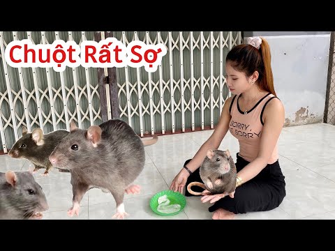 Video: Ruồi Di chuột Có lợi - Cách Sử dụng Ruồi Di chuột trong Vườn