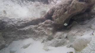 20161212 Tidepool Video