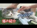 【猫】ねこ紹介とねこのお世話【にゃがれ】