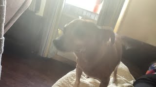 Jake the dog pt 1