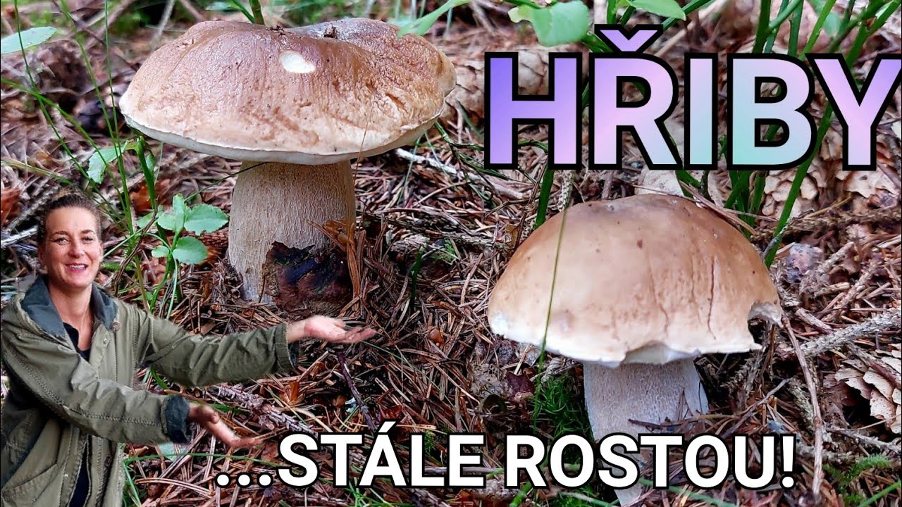 Bylo pár dní sucho, ale hřiby stále rostou. Houbaření v Krušných horách 16.8.2025