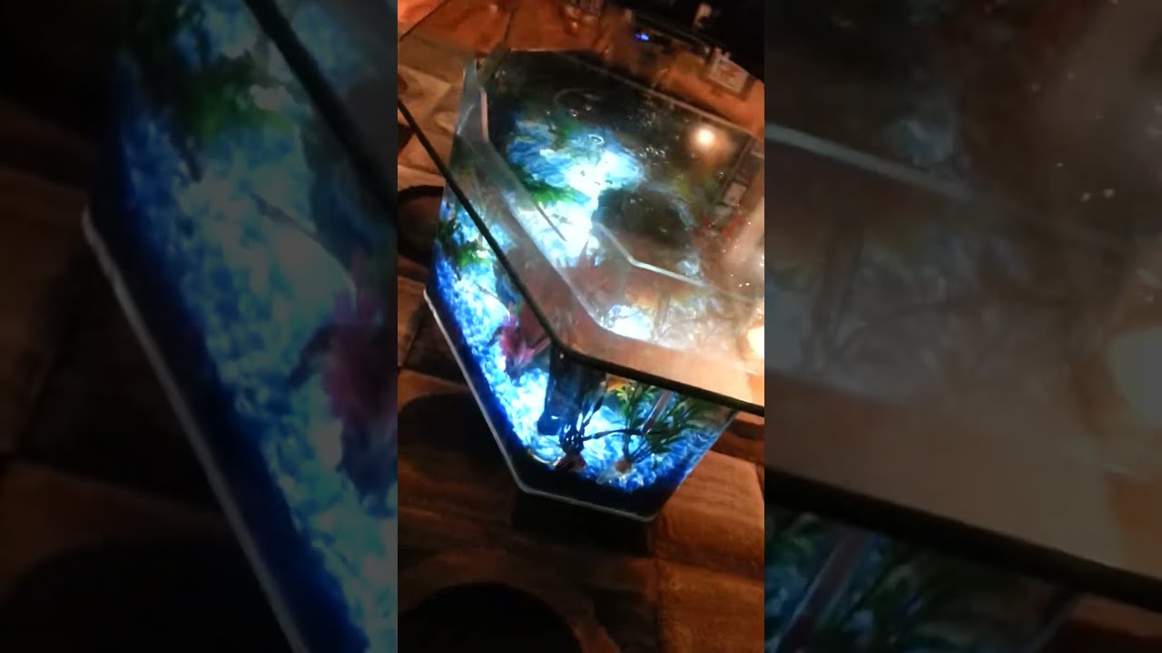 Aquarium coffee/cocktail table YouTube
