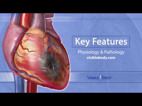 Visible Body | Physiology & Pathology Key Features