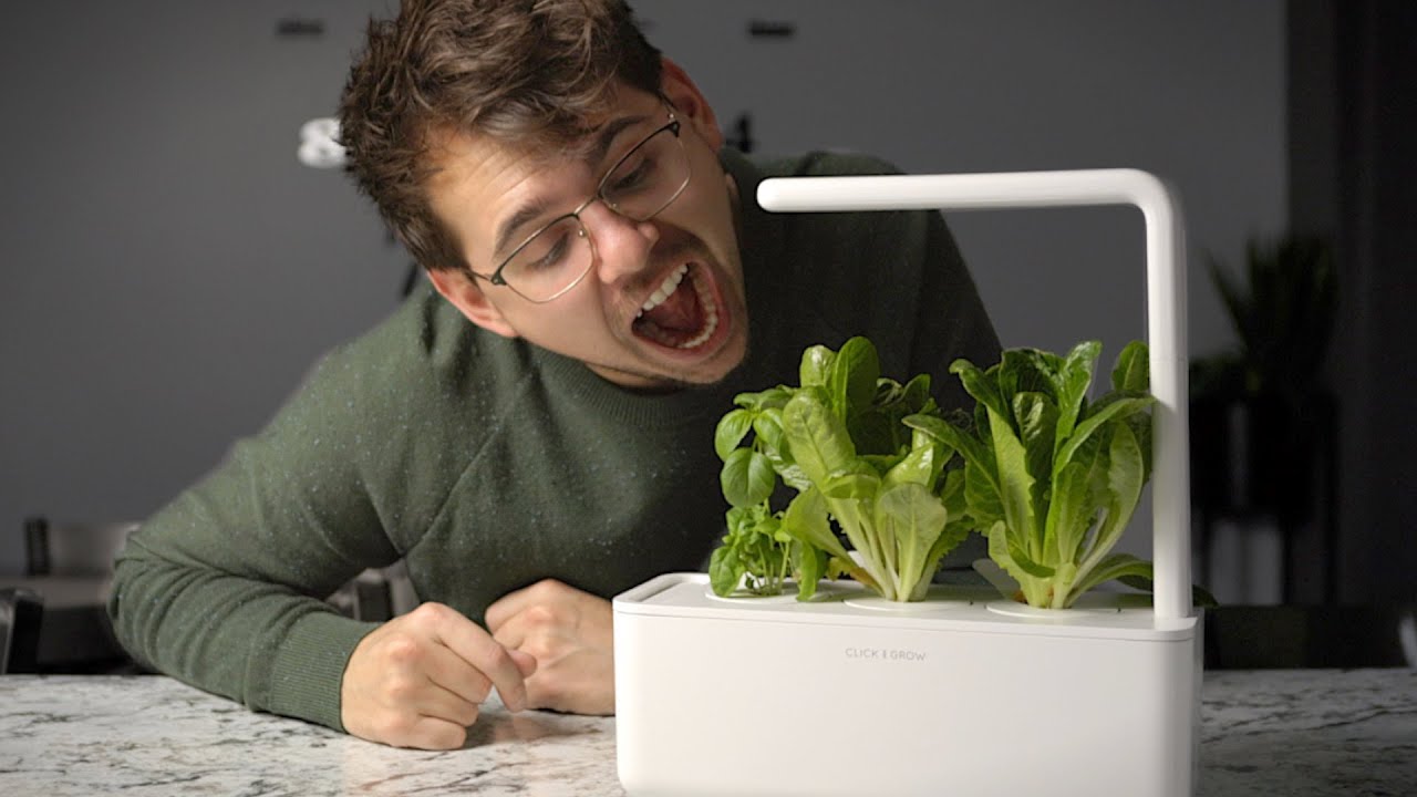 Мой опыт домашнего сада Click & Grow после 35 дней | Реальная реакция