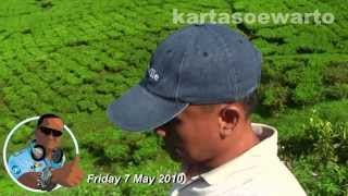 Puncak Cianjur Tea Field 2010