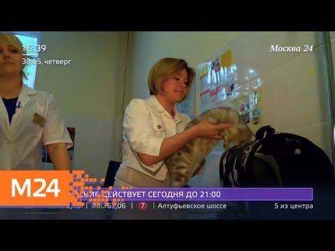 "Жизнь в большом городе": чипирование животных - Москва 24