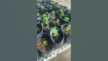 Ngắt cơi 1 mâm xôi hàn quốc