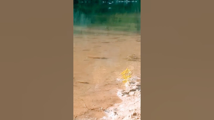 Політ дикої качки над річкою. #дикакачка #качка #закарпаття