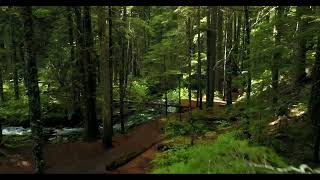 2 Hours Relaxing Music with Forest Background, Sleeping Music, Stress Reliever, Focus Music