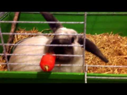 A bunny farting