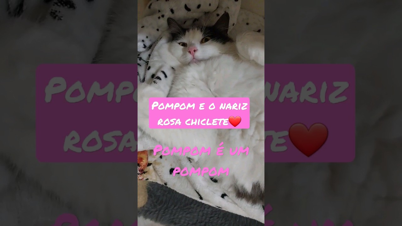 Mha gata Pompom. A fofura da Internet. 