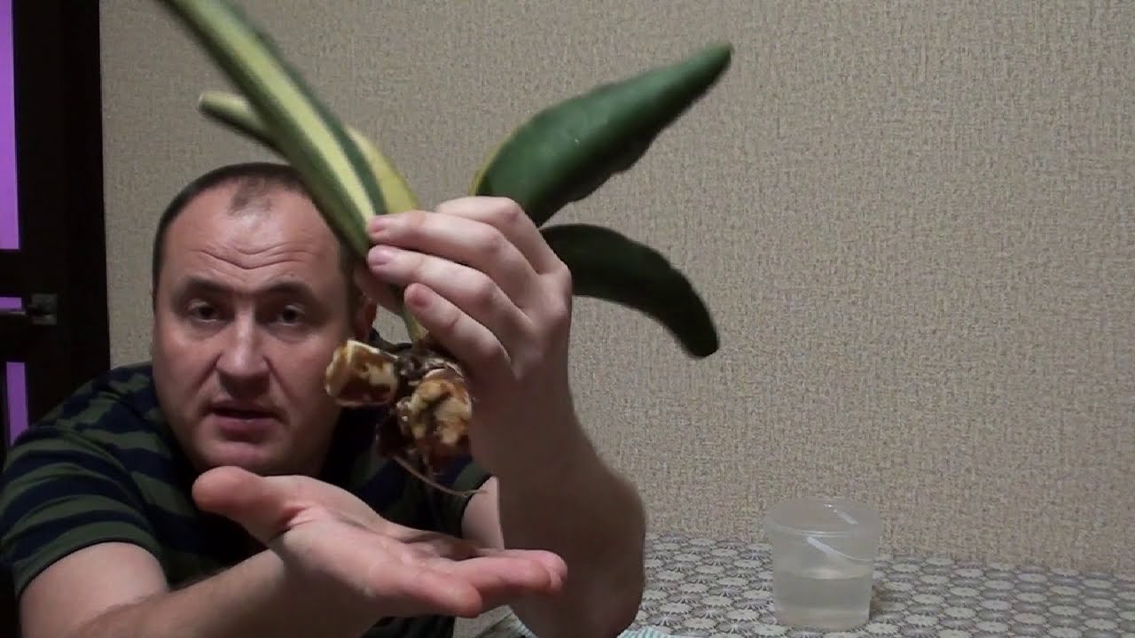 Сансевиерия- восстановление корневой системы.