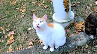 Every Day, Street Cats Save Me a Little More