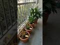 How to Get Endless Peace Lily Blooms (The Secret Ginger 🫚 Hack) 🌱#garden #lily #shorts #subscribe