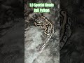 1.0 Special Needs Ball Python #special #needs #specialneeds #ballpython #shark #mouth #reptiles #bp