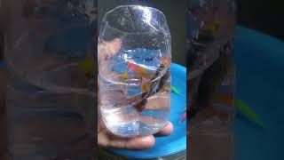 unboxing ikan hias bag75 #fyp #shorts
