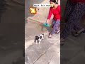 #bagadbilla #funny #ytshorts #comedy #funnydog #memes #shorts