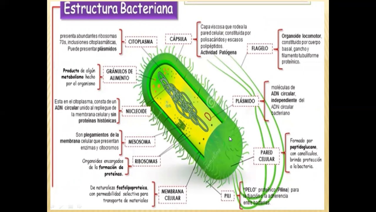 SECUNDARIA| 1ero| BIOLOGÍA| 12° CLASE| REINO MONERA| PROF: LUIS CASTILLO|  03-09