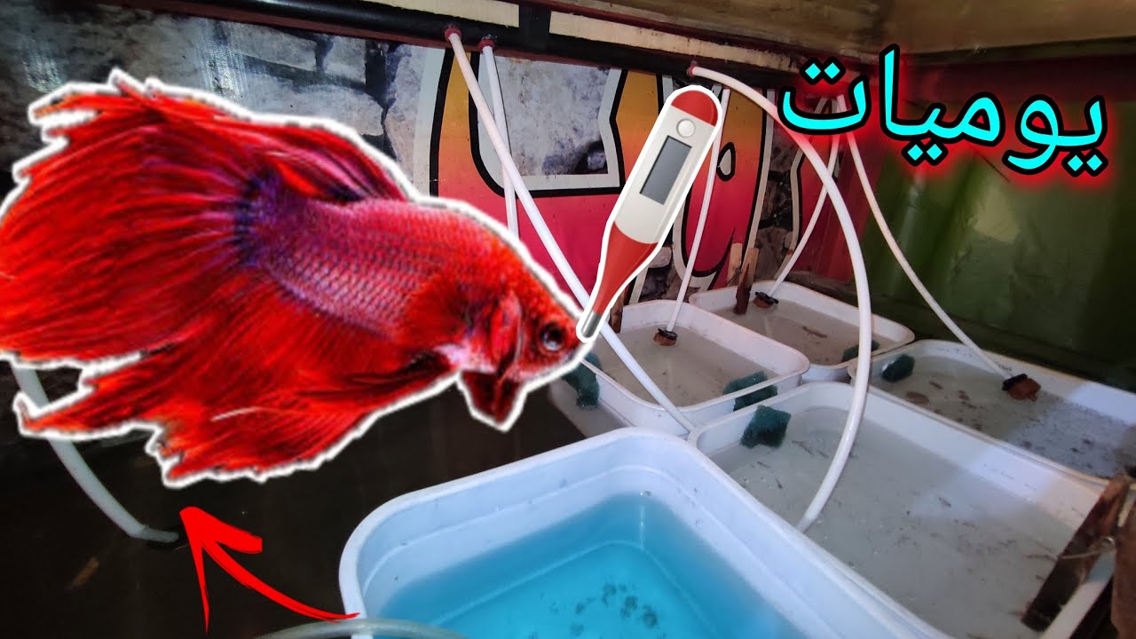 علاج تأكل الزعانف اسماك الفيتر شرح لنظام تكبير الزريعة|يوميات المزرعة