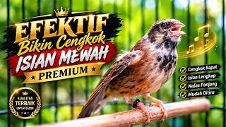 EFECTIF BIKIN CENGKOK ISIAN MEWAH PREMIUM - MASTERAN BLACKTHROAT GACOR SUARA JERNIH