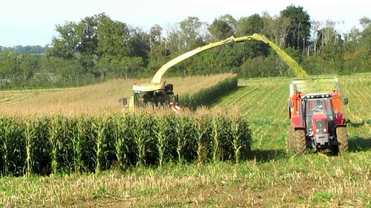 KRONE BIG X 1100 14 rangs à l'ensilage de maïs