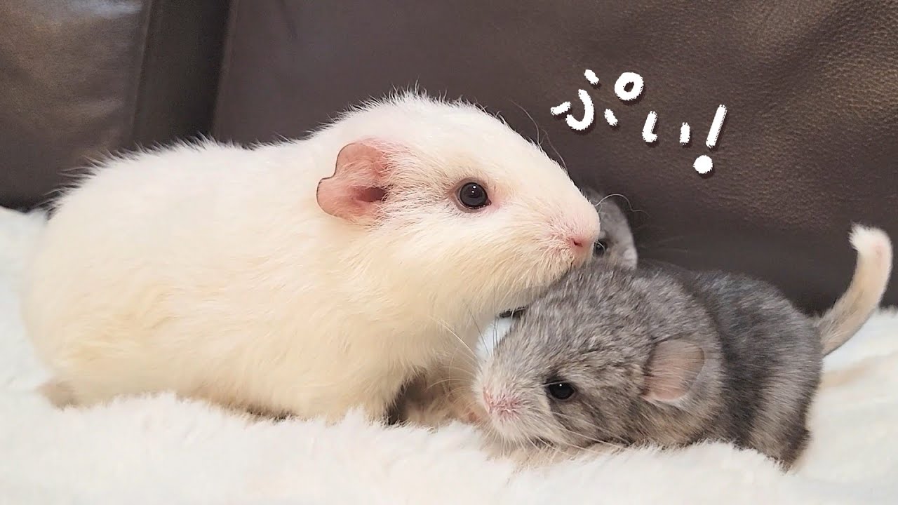 chinchilla baby and guinea pig - YouTube