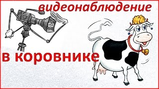 Видеонаблюдение за коровами. Как не прозевать отёл. Жизнь в деревне.(, 2016-05-06T18:42:49.000Z)