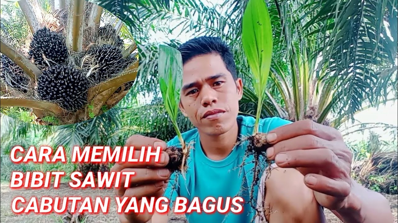 cara memilih bibit sawit cabutan yang bagus