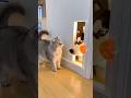 The Cat Pressed the Sensor... But a HUSKY Head Jumped Out! P3012😻🐶💥