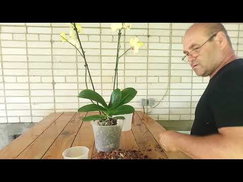 Орхидея. Пересадка после покупки