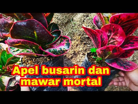 Video: Apa itu apel mawar?