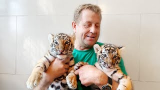 Именно эти тигры, выращенные людьми, ВЫБРАЛИ Олега Зубкова ПЕРВОЙ ЖЕРТВОЙ! Тайган