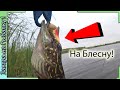 Блесна рулит по щуке, ловит лучше воблера на пруду?