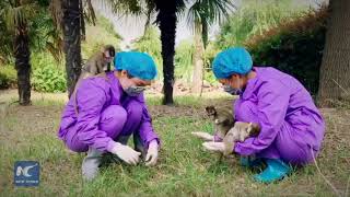World's first cloned monkeys playing with breeders