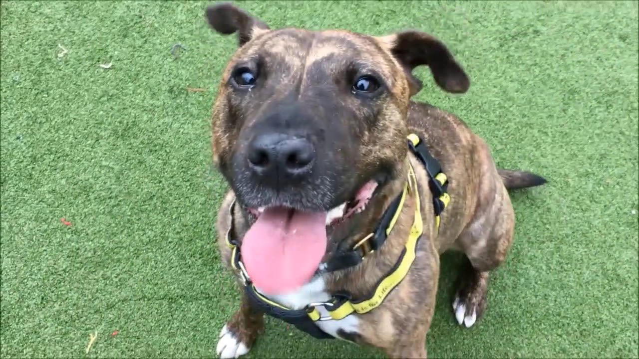 wales wisconsin Dogs Trust Manchester - April