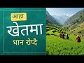 खेतमा धान रोप्दै यसरी भिडियो हेर्नुस् 