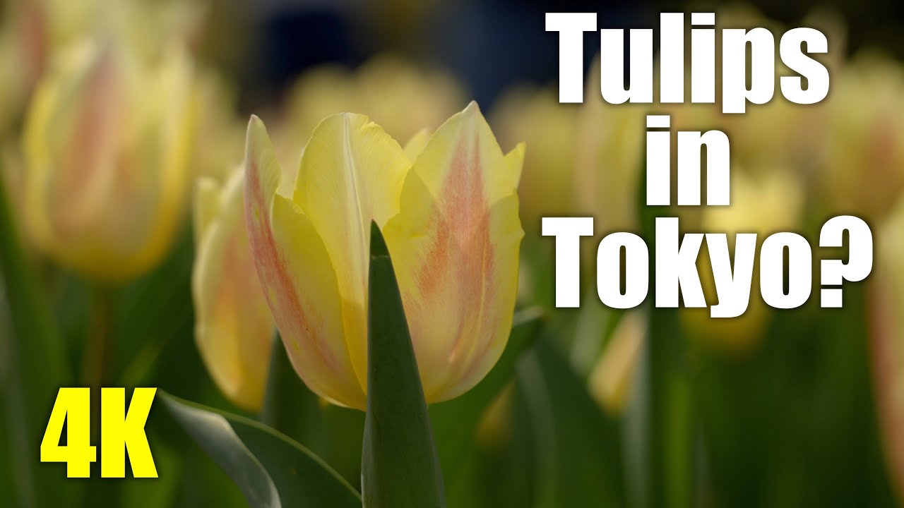 4K: IT'S TULIP SEASON IN TOKYO