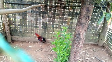 gà rừng con f1 me nyuam qaib qus tom 1 zoo seej kawg li 2020