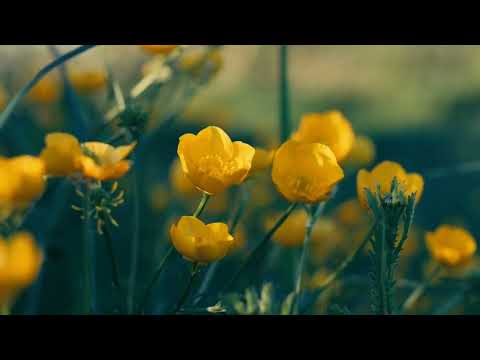 Bárcsak itt lennél