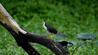 White-breasted Waterhen screenshot 3