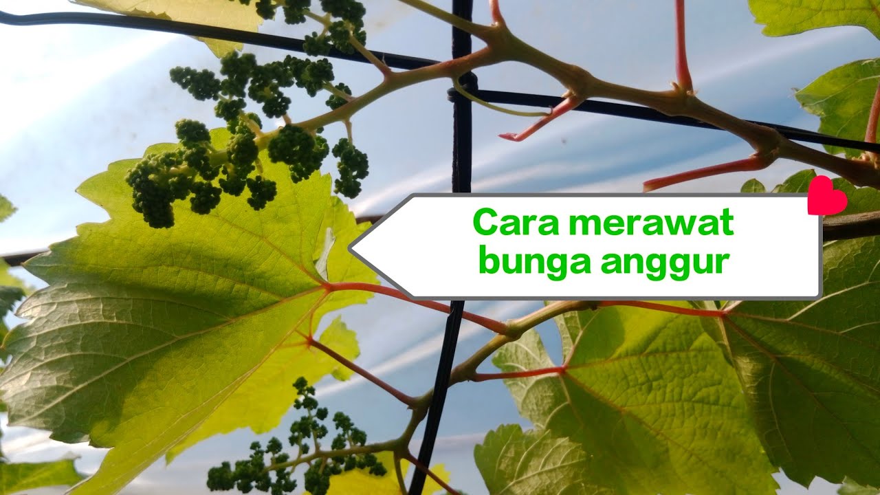 Cara merawat bunga anggur agar tidak rontok dan gosong‼️