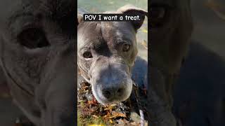 Adopt GREY KING Vbacac.com #dogs #adoptable #pitbulldog #shelterdog #pitbulls #bullybreed #dog