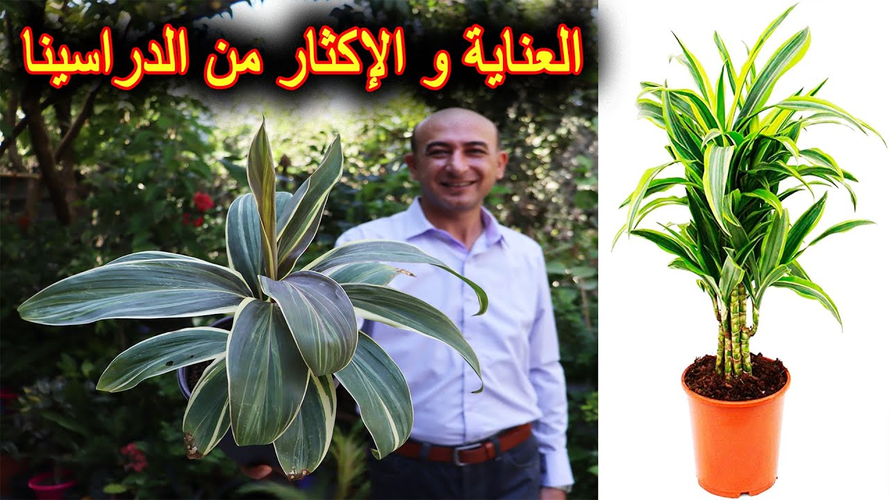 العناية الكاملة و طرق الإكثار من نبتة الدراسينا