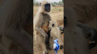 #Hanuman ji Naughty Monkey Prank 🤣 | Super Funny Vide
