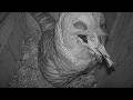 Female Barred Owl Swallows An American Goldfinch Whole After Late Night Delivery | Mar. 26, 2026