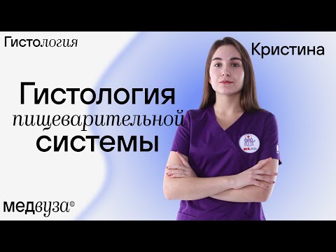 Гистология пищеварительной системы