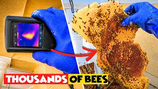 One of the Healthiest Beehives I've Ever Seen!