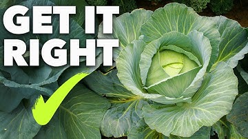 Cabbage Growing Masterclass: The Secret to Year-Round Harvests