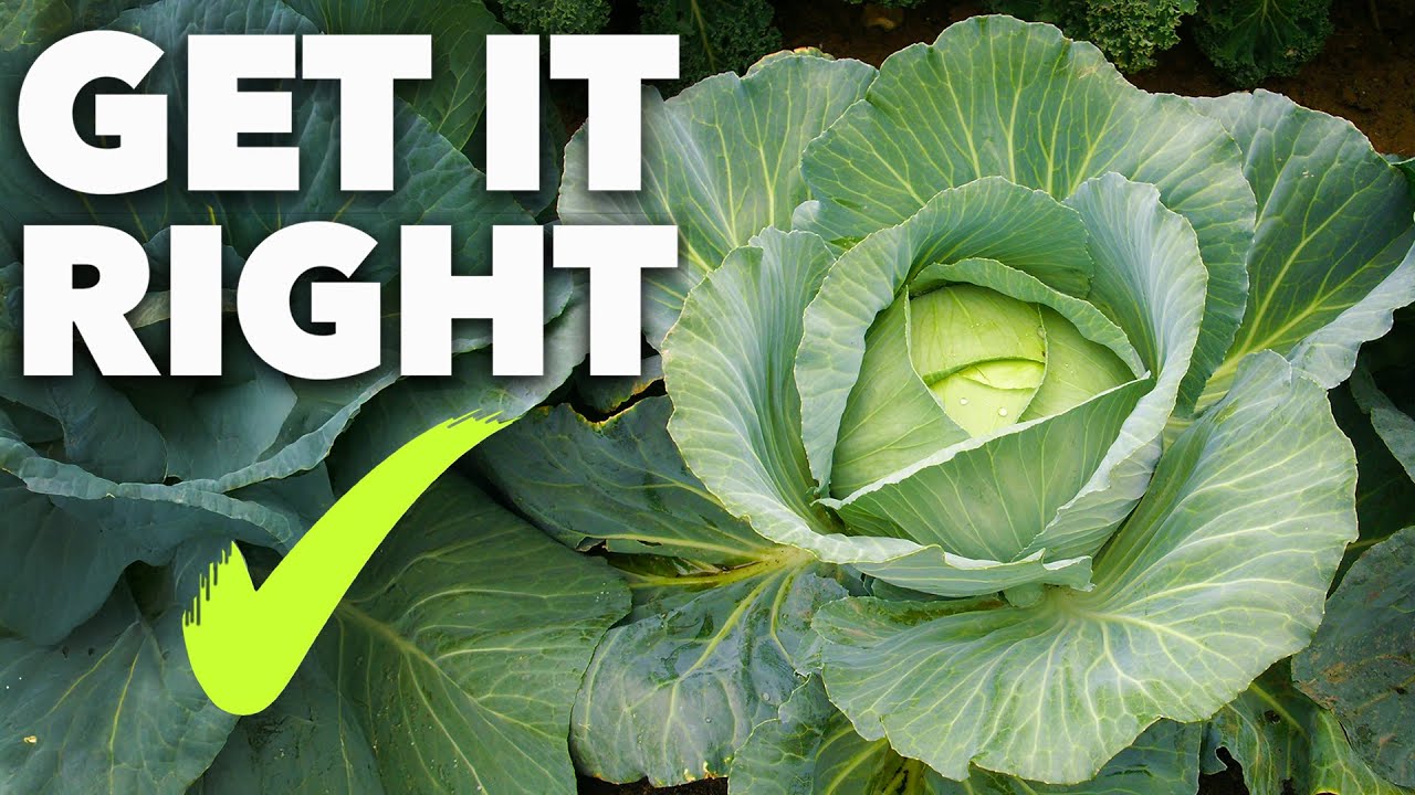 Cabbage Growing Masterclass: The Secret to Year-Round Harvests thumbnail